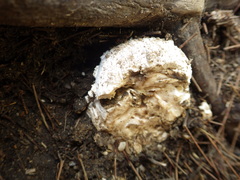 Amanita pyramidifera