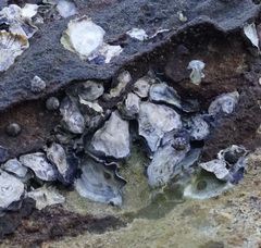 Saccostrea glomerata