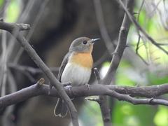 Cyornis rubeculoides