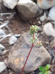 Micranthes foliolosa