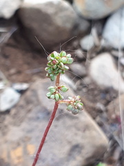 Micranthes foliolosa