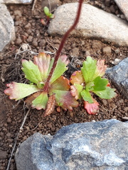 Micranthes foliolosa