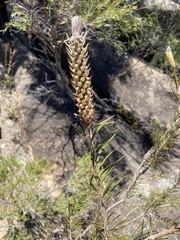 Melaleuca linearis linearis
