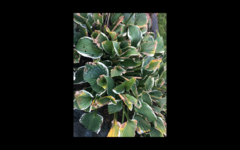 Hosta plantaginea
