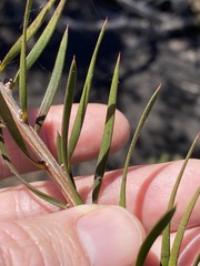 Melaleuca linearis linearis