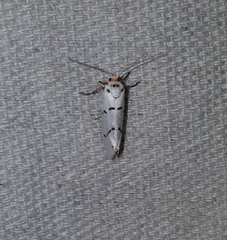 Enaemia atrolinea