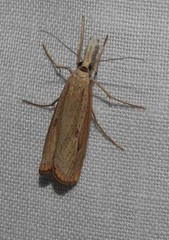 Agriphila attenuatus