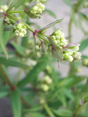 Galium boreale