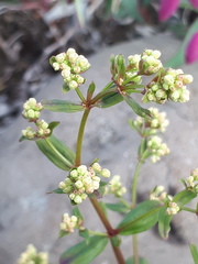 Galium boreale