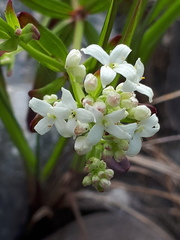 Galium boreale