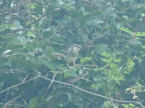 Grey-breasted Prinia (Prinia hodgsonii), photo 7