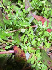 Sphaeromorphaea australis