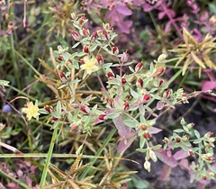 Hypericum boreale