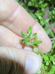 Sphaeromorphaea australis
