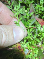 Sphaeromorphaea australis