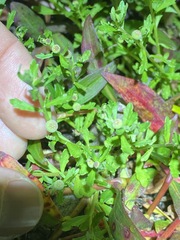 Sphaeromorphaea australis