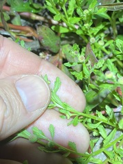 Sphaeromorphaea australis