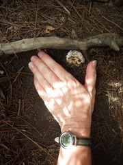 Amanita pyramidifera