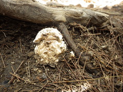 Amanita pyramidifera