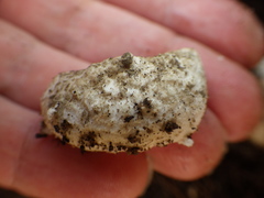 Amanita pyramidifera