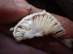 Amanita pyramidifera