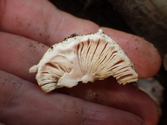 Amanita pyramidifera