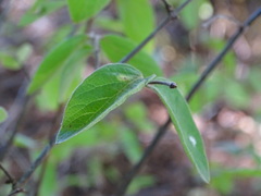 Lonicera webbiana