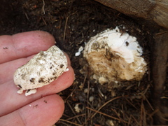 Amanita pyramidifera