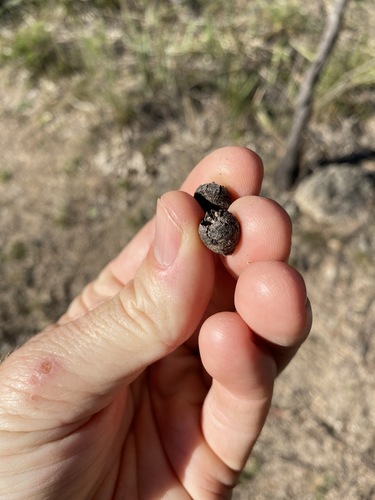 Image of Eucalyptus youmanii by (c) Greg Tasney, some rights reserved (CC BY-SA)