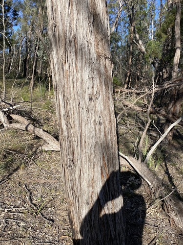 Image of Eucalyptus youmanii by (c) Greg Tasney, some rights reserved (CC BY-SA)
