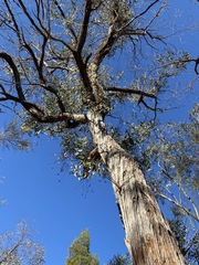 Eucalyptus youmanii