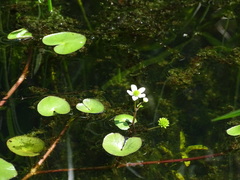 Caltha natans