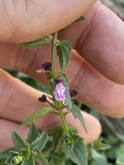 Scutellaria humilis