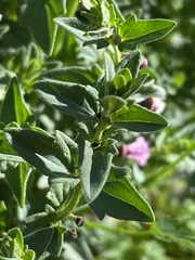 Scutellaria humilis
