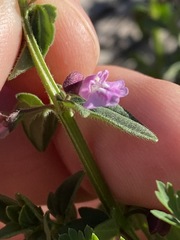 Scutellaria humilis