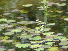 Caltha natans