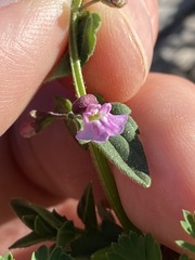 Scutellaria humilis