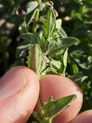 Scutellaria humilis
