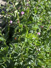 Scutellaria humilis