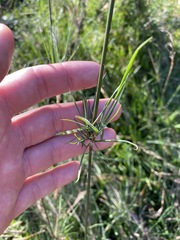 Austrostipa verticillata