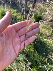 Austrostipa verticillata
