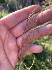 Austrostipa verticillata