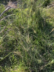 Austrostipa verticillata