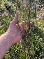 Austrostipa verticillata