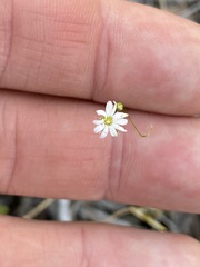 Stellaria angustifolia