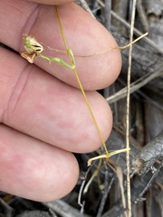 Stellaria angustifolia