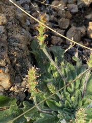 Plantago hispida