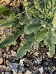 Plantago hispida