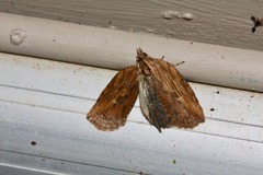 Cryptoptila immersana