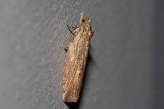 Cryptoptila immersana